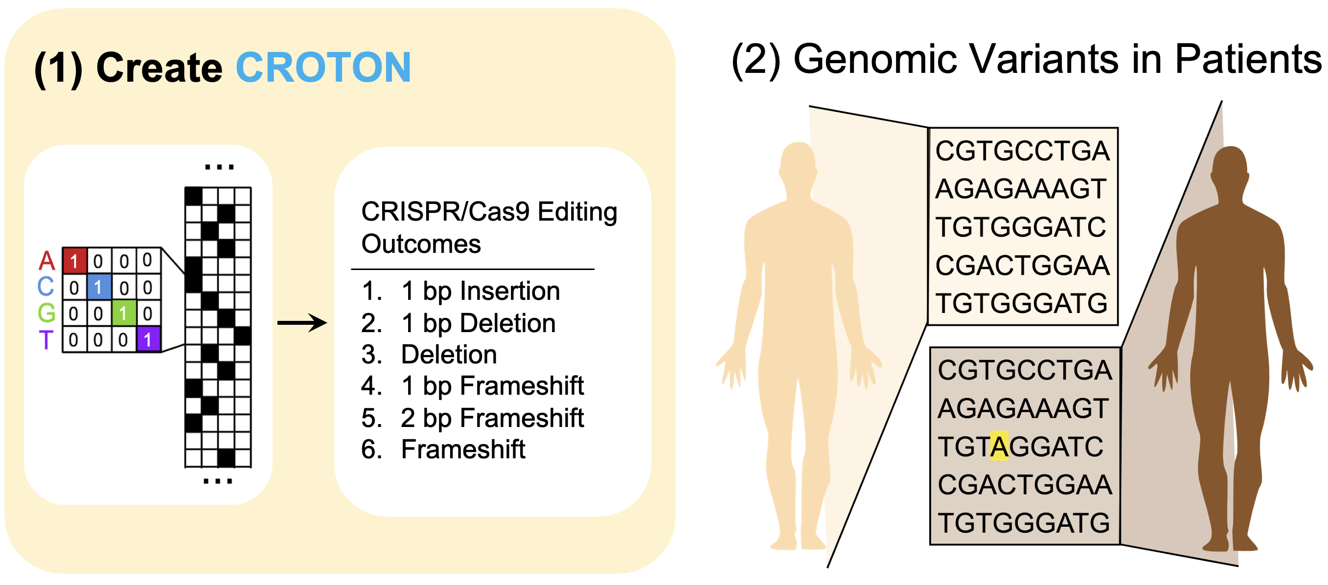 CROTON: An Automated and Variant-aware Deep Learning Framework
